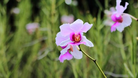 Orchidea Vanda Miss Joaquim, fiore nazionale