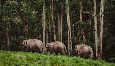 Elephant family in Periyar national park walking near the forest India, Munnar