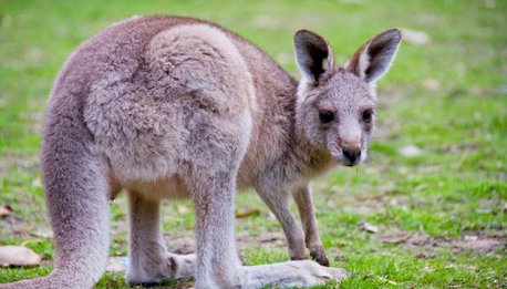 Australian Wildlife - Australia
