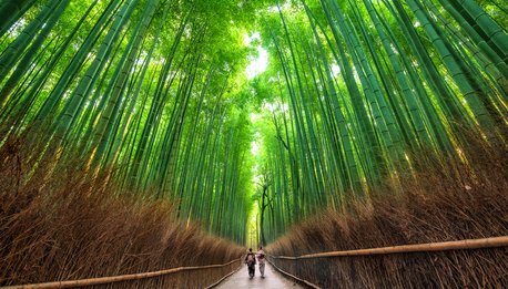 Giappone Shiro - Giappone