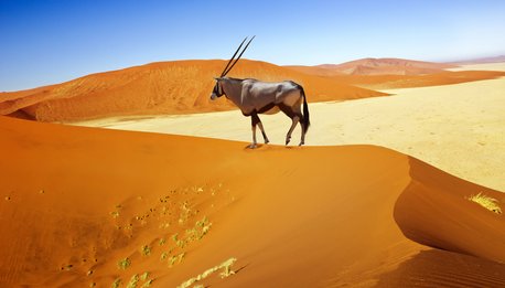 Il Deserto  e gli Animali - Namibia