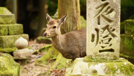 Giappone Edo - Giappone