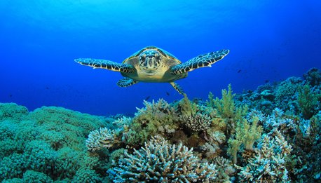 Ningaloo Reef - Western Australia