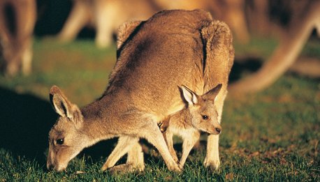 Great Ocean Road e Kangaroo Island - Australia