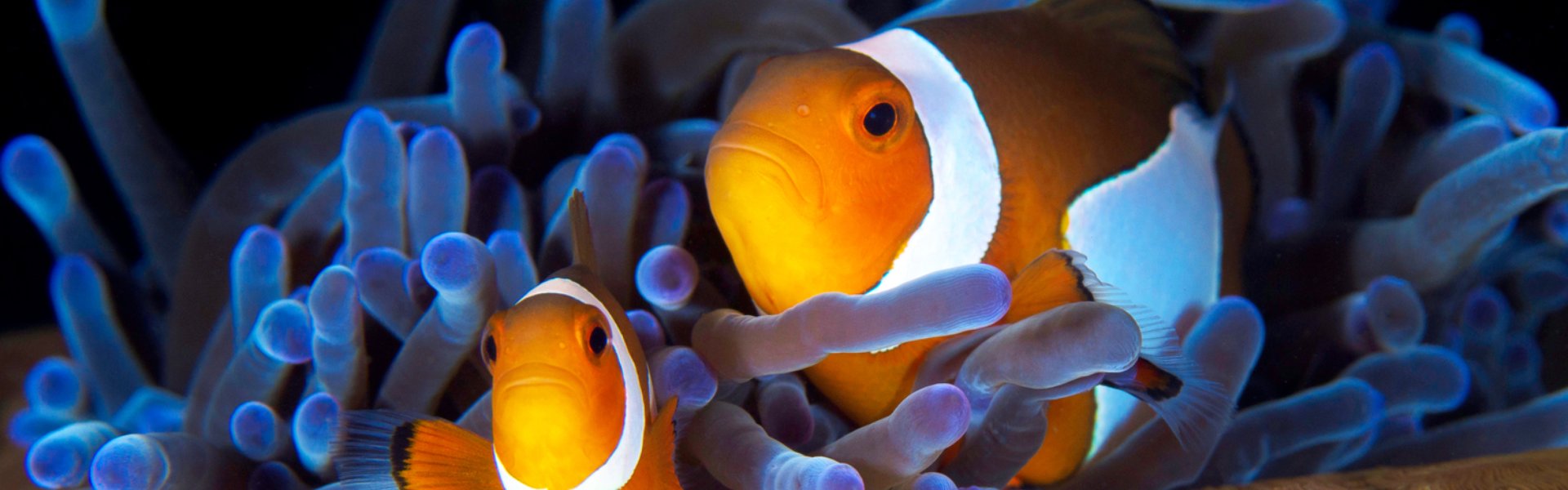 testata Crociera sul Reef - 3g/2n