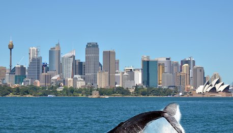 Crociera nella baia e avvistamento balene - New South Wales