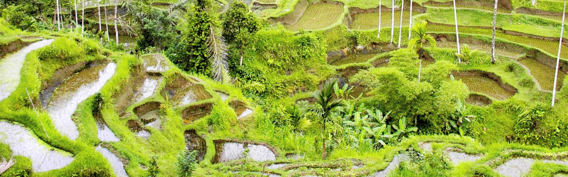 testata La Foresta delle Scimmie, Mengwi e Tanah Lot - Escursione 