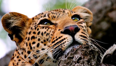 Da Capo a Kruger - Sudafrica