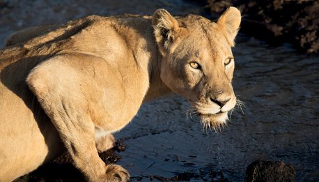 Ngorongoro