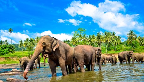 Sri Lanka, la lacrima dell'India - Sri Lanka