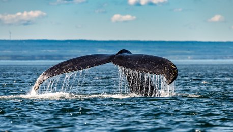 Le meraviglie  del San Lorenzo - Canada
