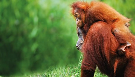 La Foresta delle Scimmie, Mengwi e Tanah Lot  - Indonesia