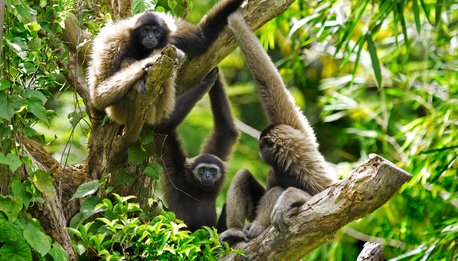 Gibbon monkeys in Kota Kinabalu, Malaysia