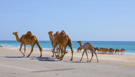 Salalah City Highlights - Oman